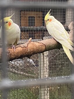 Korela chocholatá - 3