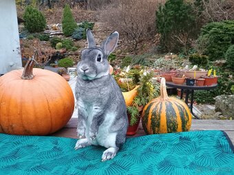 Zakrslý rex činčilový samička s PP 94b - 3