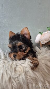 Jorkšírský terier, štěňátka s PP FCI - 3