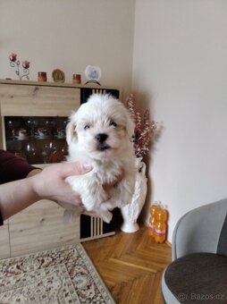 Maltezský psík - 3