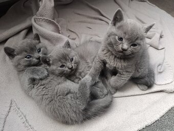 Britská modrá koťátka - 3