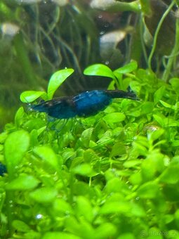 Přebytek Neocaridina Blue Dream - 3