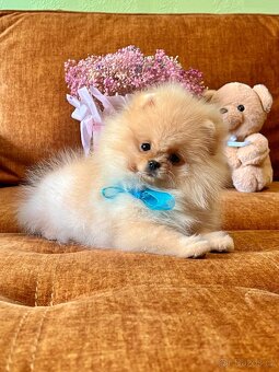 Štěňátka Pomeranian - 3