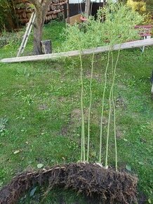 Bambus poslední velký trs, Phyllostachys bissetii, Praha 9 - 3