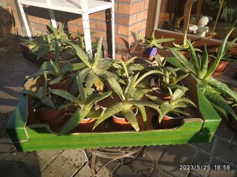 Aloe vera různé velikosti od 30 Kč, Kladno - 3