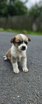 Jack russel a jezevčik kříženci - 3