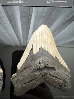 Megalodon - 3