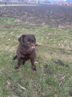 Labrador - 3