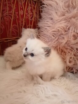 Ragdoll - 3