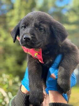 MISSY - fenečka, štěně 3 měsíce - 3