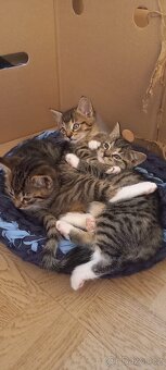 🐾 Darujeme koťátka do dobrých rukou 🐾 - 3