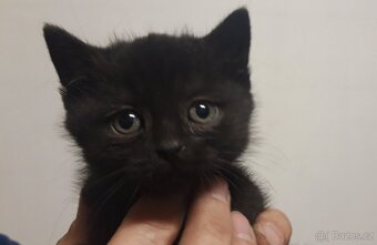 Daruji kočičího kluka - 3