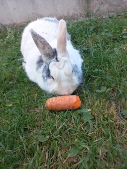 Daruji polozakrslého králíka - 3