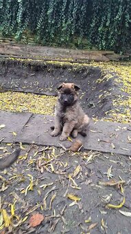 Šťěňata ovčáka - 3