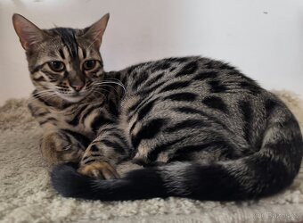 Bengálská kočka s Pp - 3