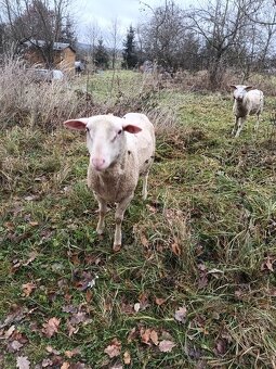 Daruji berana východofríské ovce - 3