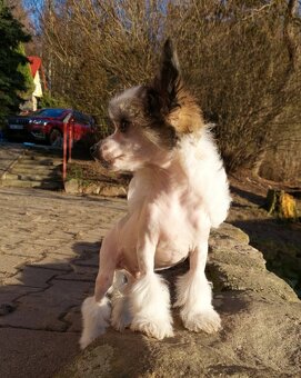 Čínský chocholatý pes - 3