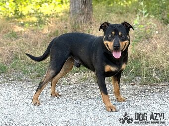 Dobrák Mayo hledá domov - 3