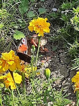 Semínka afrikánů/aksamitníků - 3