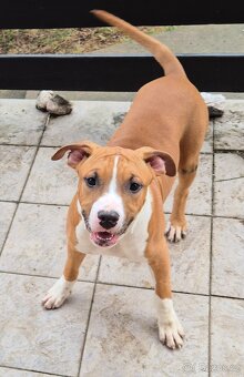 Americký stafordšírský teriér s PP - 3