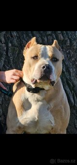American Bully XL 3 roky - 3