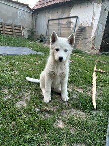 Predam steniatka sibirsky husky - 3