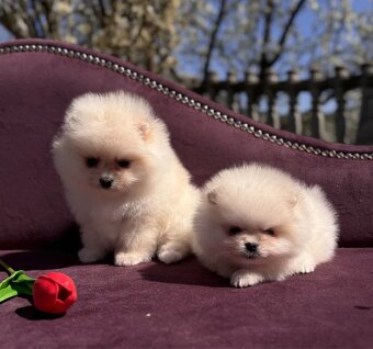Pomeranian - 3
