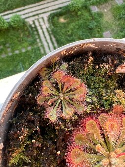 Masožravá rostliny - rosnatka (drosera spatulata) - 3
