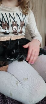 Zakrslý králík bílopesíkatý černý (samička, sameček) - 3