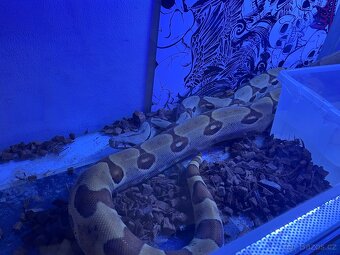Hroznýš Královský - Boa Constrictor - 3
