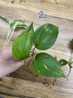 Epipremnum – zakořeněné řízky (panašované i klasické) - 3