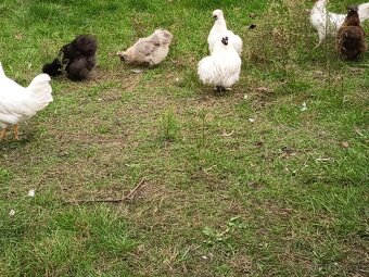 Hedvabnička kohoutek - 3