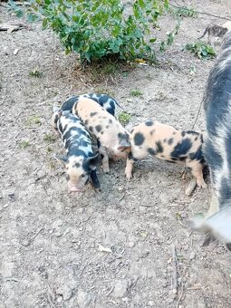 Selátka Kune kune - 3