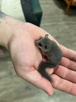 Plšík africký - 3