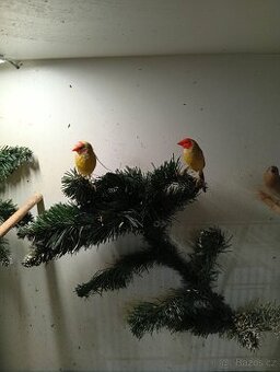 Amadina gouldova, astrild, amada, drobotina - 3