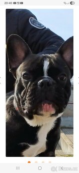 Francouzsky buldocek kryti - 3