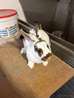 Český Strakáč - chovná samice, samci - 3