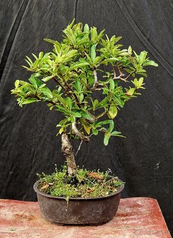 Bonsai, Bonsaj - Hlohyne 4 - 3