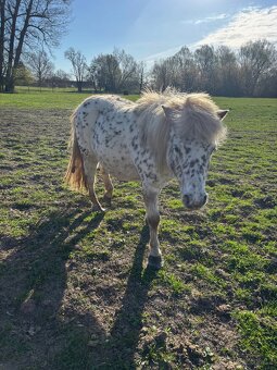 Kobylka - mini horse - 3