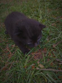 Černá kočička zdarma - 3