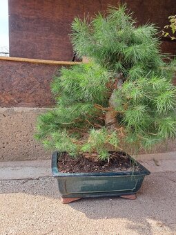Bonsai Borovice - 3