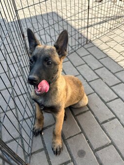 Belgický ovčák Malinois - 3