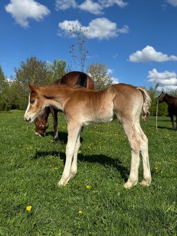 Odznakový Welsh cob - hřebeček (možnost luxusní páry) - 3