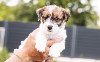 Jack Russell teriér s PP - 3