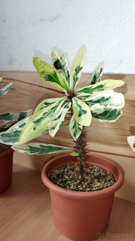 Euphorbia Milii variegated "Fireworks" - 3