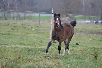WELSH COB - klisna - 3
