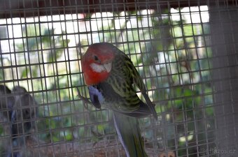 Prodám Rosela pestrá - 3