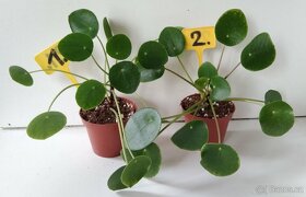 Pilea - pokojová rostlina - 3