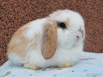 ★MiniLop Králíčci s odběrem na Vánoce★ - 3