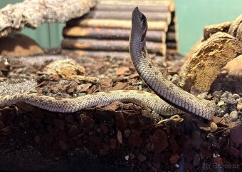 Heterodon nasicus / heterodon nosatý - 3